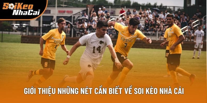 Giới thiệu sơ lược những nét cần biết về Soi Kèo Nhà Cái